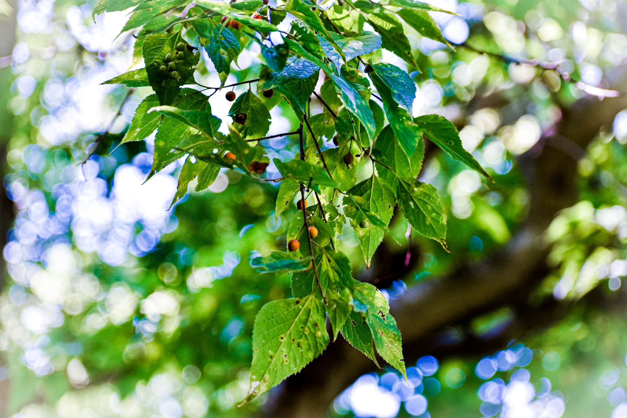 Exploring Birds Birds attracted to Northern Hackberry